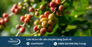 Việt Nam xuất khẩu cà phê